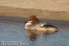 비오리 Mergus merganser (Common Merganser)