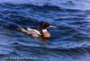 바다비오리 Mergus serrator (Red-breasted Merganser)