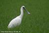 저어새 Platalea minor (Black-faced Spoonbill)