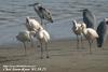 노랑부리저어새 Platalea leucorodia (Eurasian Spoonbill)