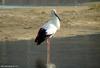 황새 Ciconia boyciana (Oriental White Stork)