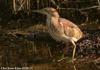 덤불해오라기 Ixobrychus sinensis (Chinese Little Bittern)