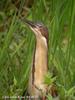 큰덤불해오라기 Ixobrychus eurhythmus (Schrenck's Bittern)