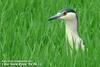 해오라기 Nycticorax nycticorax (Black-crowned Night Heron)