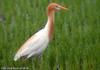 황로 Bubulcus ibis (Cattle Egret)