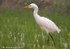 황로 Bubulcus ibis (Cattle Egret)