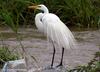 중대백로 Egretta alba modesta (Great Egret)