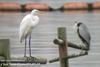 대백로 Egretta alba alba (Great Egret)