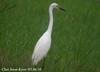 중백로 Egretta intermedia (Intermediate Egret)