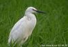 쇠백로 Egretta garzetta (Little Egret)