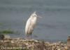 노랑부리백로 Egretta eulophotes (Swinhoe's Egret)