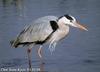 왜가리 Ardea cinerea (Gray Heron)