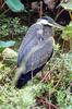 Great Blue Heron juvenile (Ardea herodias)