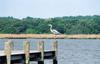 Great Blue Heron (Ardea herodias)