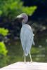 Little Blue Heron (Egretta caerulea)