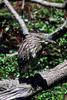 Young Black-crowned Night Heron (Nycticorax nycticorax)