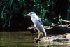 Black-crowned Night Heron (Nycticorax nycticorax)