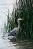 Great Blue Heron (Ardea herodias)