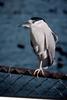 Black-crowned Night Heron (Nycticorax nycticorax)