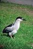 Black-crowned Night Heron (Nycticorax nycticorax)