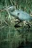 Great Blue Heron (Ardea herodias)