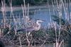 Great Blue Heron (Ardea herodias)