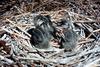 Great Blue Heron chicks (Ardea herodias)