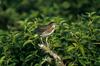 Green Heron (Butorides virescens)