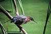 Green-backed Heron (Butorides striatus)