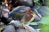 Green Heron (Butorides virescens)