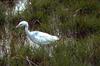 Little Blue Heron juvenile (Egretta caerulea)