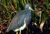 Tricolored Heron (Egretta tricolor)