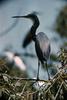 Tricolored Heron (Egretta tricolor)