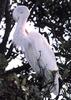 Great Egret (Ardea alba)