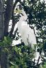 Great Egret (Ardea alba)