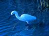 Great Egret (Ardea alba)