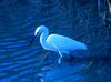 Great Egret (Ardea alba)