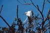 Great Egret (Ardea alba)