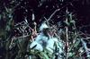 Great Egret chicks (Ardea alba)