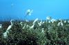 Great Egret (Ardea alba)  & Snowy Egrets flock