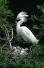 Snowy Egret & chicks (Egretta thula)