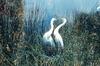 Great Egrets (Ardea alba)