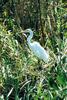 Great Egret (Ardea alba)