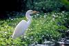 Great Egret (Ardea alba)