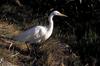 Great Egret (Ardea alba)