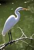 Great Egret (Ardea alba)