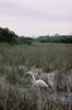 Great Egret (Ardea alba)