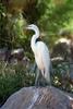 Great Egret (Ardea alba)