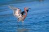 Reddish Egret (Egretta rufescens)