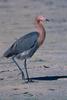 Reddish Egret (Egretta rufescens)